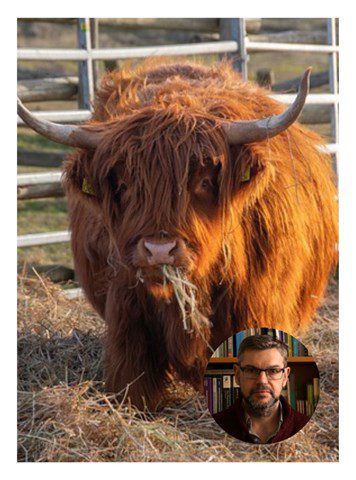 Decorative image of a highland cow and a profile picture of Professor Andrew Barnes