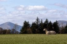 Landscape with sheep and trees