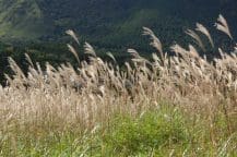 Miscanthus