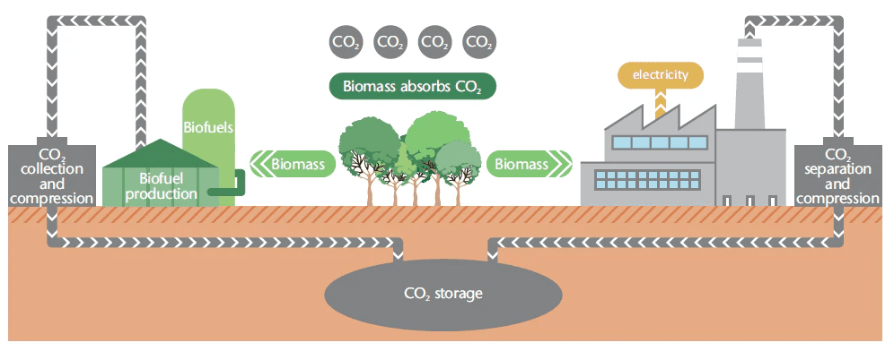 Schematic diagram of bioenergy with carbon capture and storage showing how biomass absorbs carbon dioxide, which is then burned for electricity or converted into biofuels. The carbon dioxide emissions resulting from use of the biomass or biofuel combustion are then stored.  