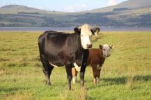 Cow and calf in field