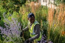 A person in high-vis surrounded by tall grass and flowers in an urban garden